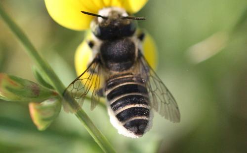 Megachile sp.